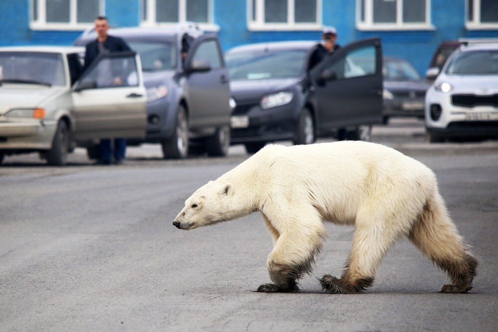 Avmagret isbjørn vandret rundt i russisk by