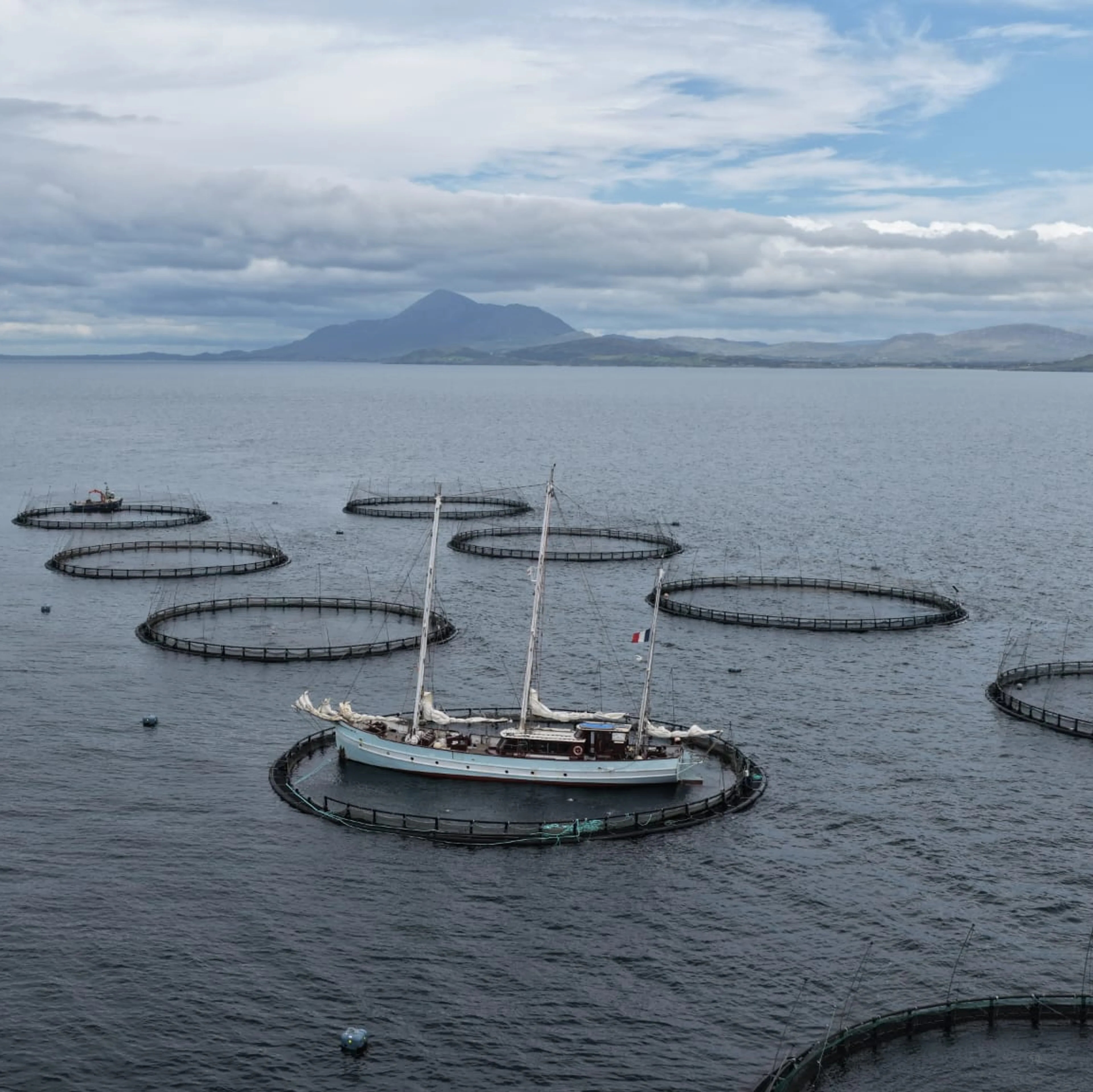 Ein stor seglbåt står midt inne i ein fiskemerd som er ein stor sirkel på havet. rundt ligg fleire liknande sirklar