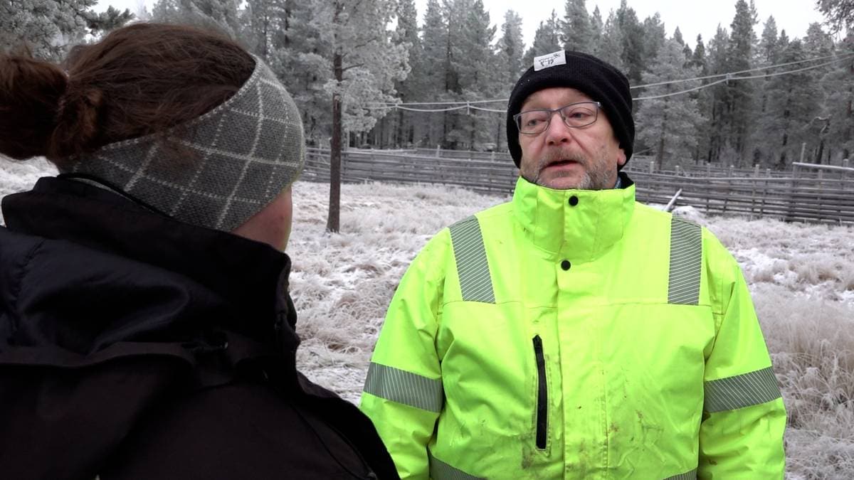 Ulvene fra Russland dreper rein og springer over gårdsplassene