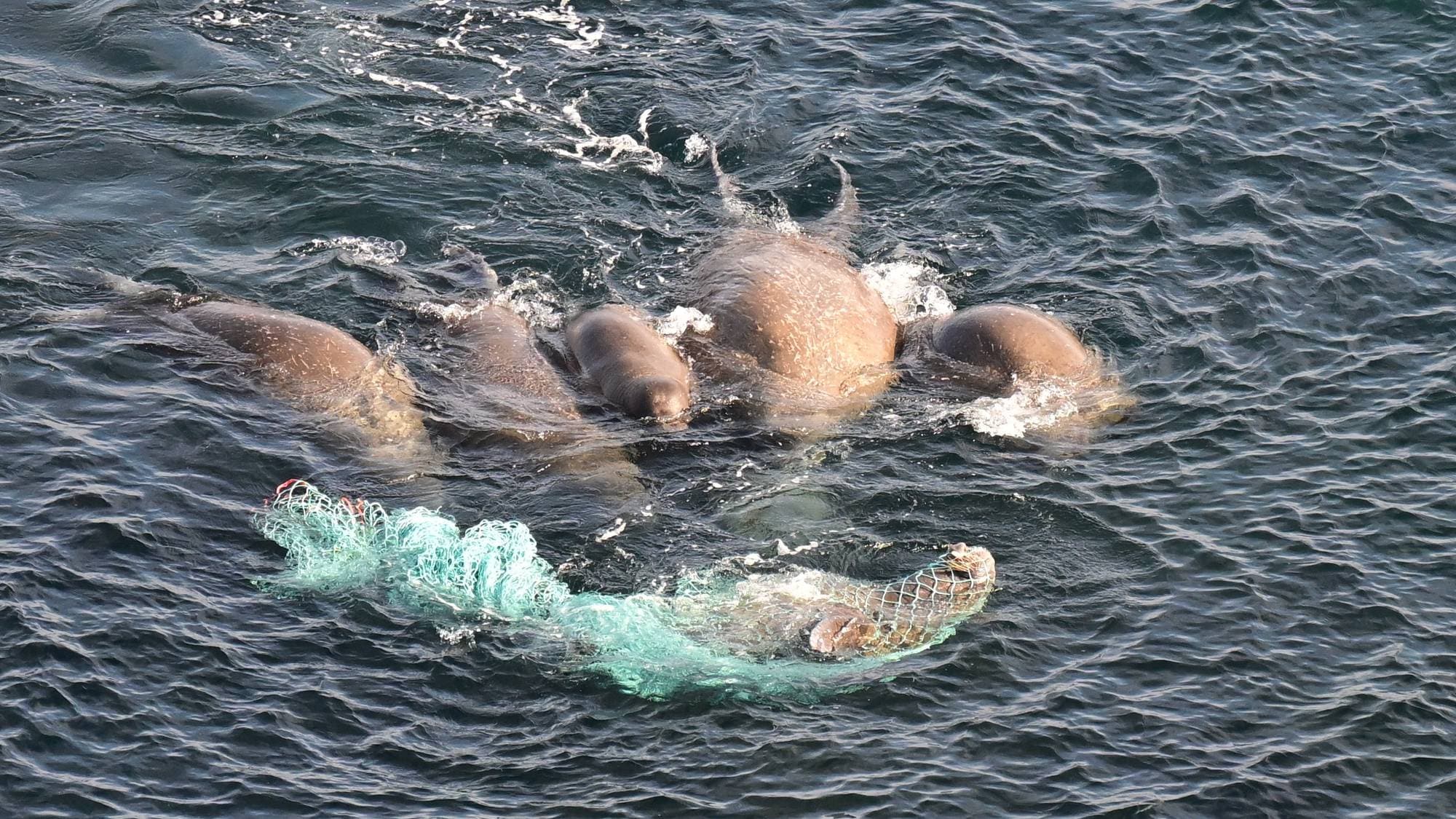 Flere hvalrosser sees ovenfra i en havoverflate, en av dem sitter fast i fiskegarn.