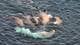 Foto: Sébastien Descamps / Norsk Polarinstitutt Flere hvalrosser sees ovenfra i en havoverflate, en av dem sitter fast i fiskegarn.