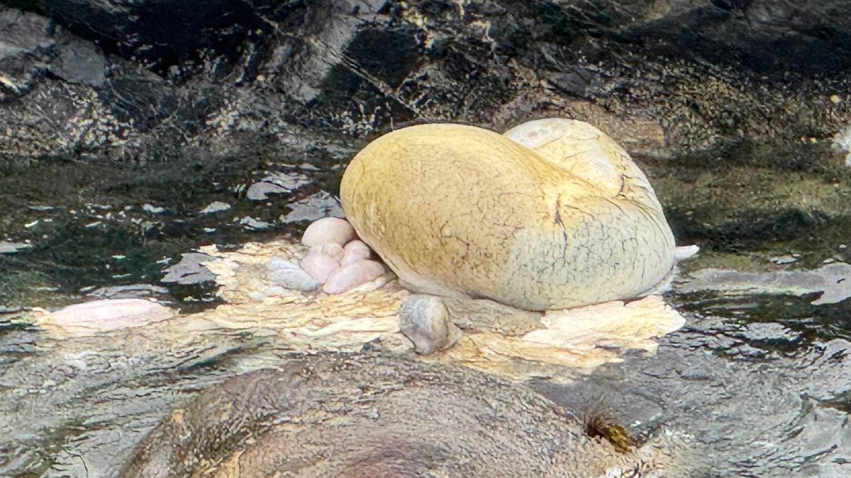 Hytteidyllen slo sprekker: Hvalmage drev i land i fjæra