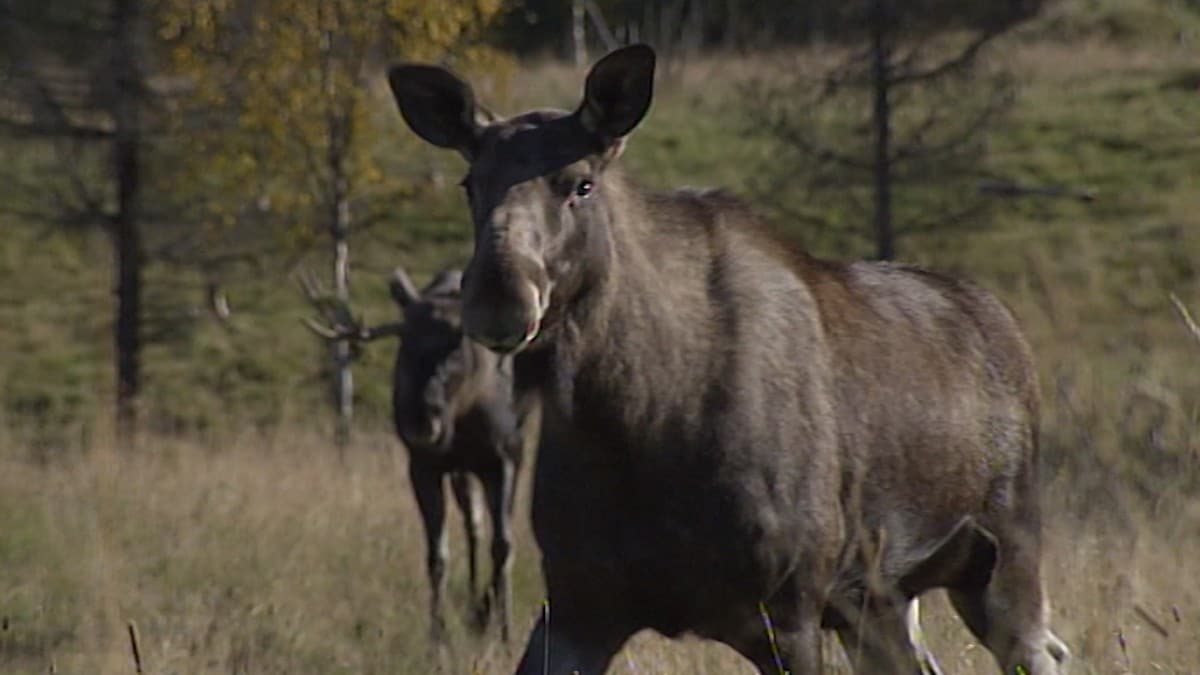 Politiet advarer jegere mot ulovlig ATV-bruk