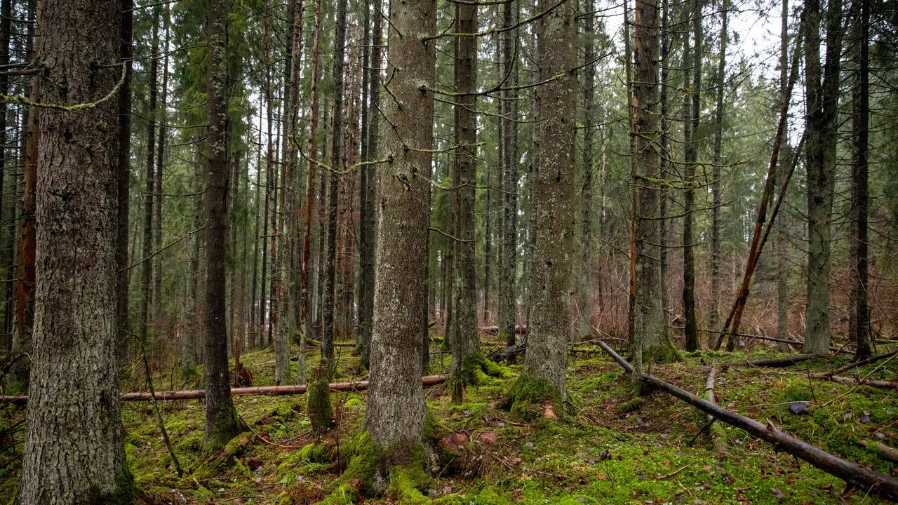 skog vinterbro