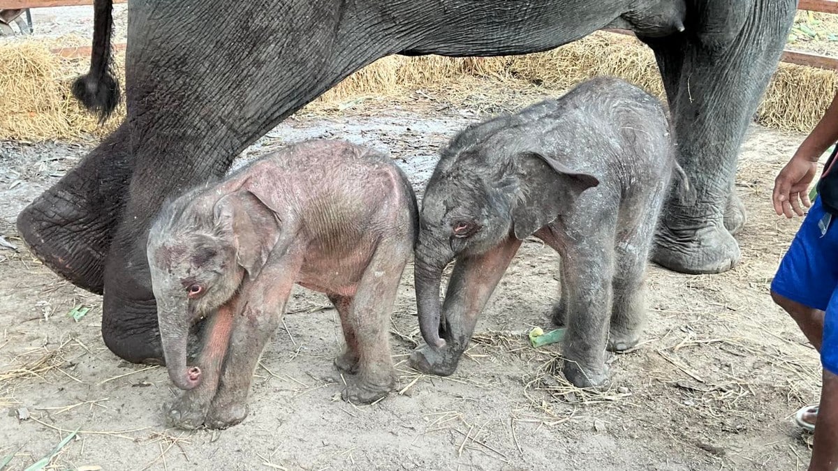 Sjeldne elefant­tvillinger født i Thailand: – Et mirakel