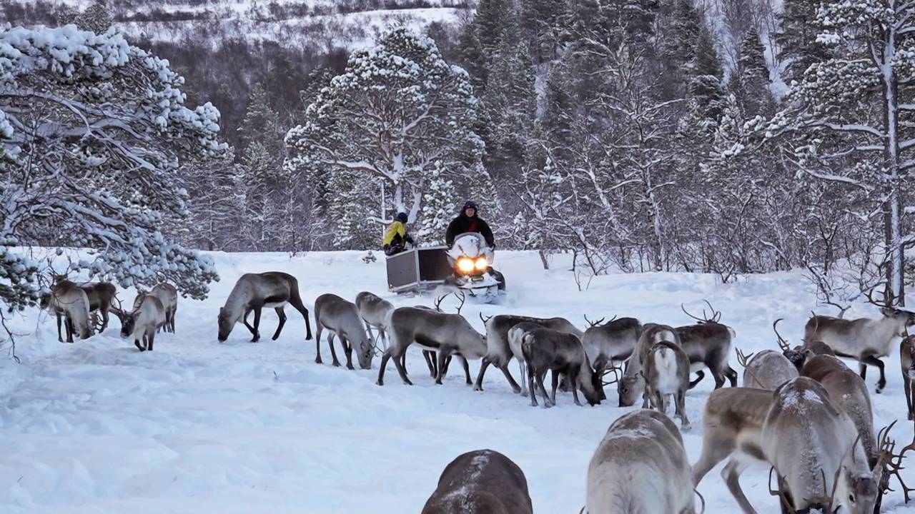 Reindeer at Saltfjellet in Nordland.