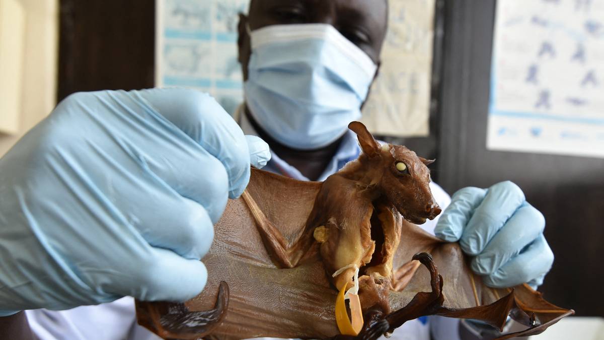 Il virus Marburg altamente contagioso uccide due persone in Ghana – NRK Urix – Notizie e documentari esteri