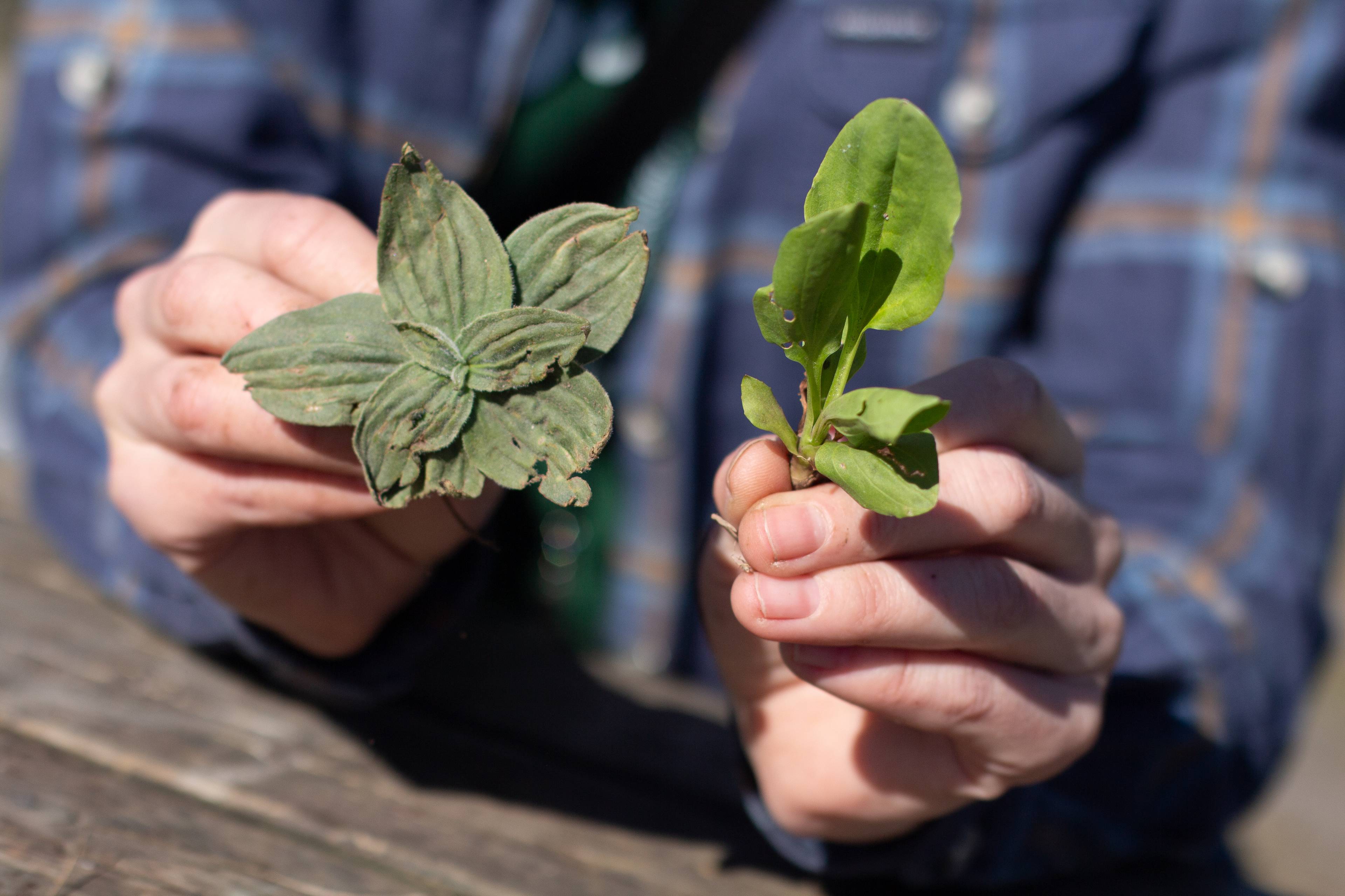 ulike grønne ville planter på et bord