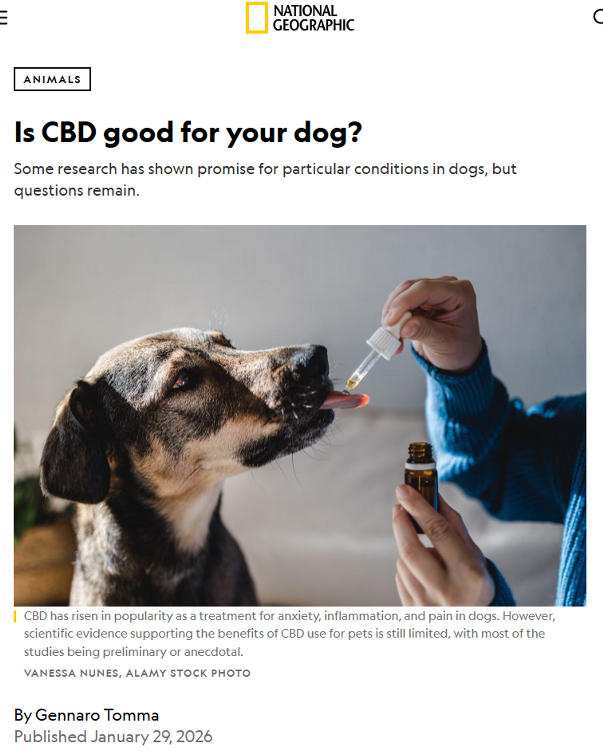 Person gir hund CBD-olje med en dråpeteller. (Bildebeskrivelsen er laget av en KI-tjeneste)