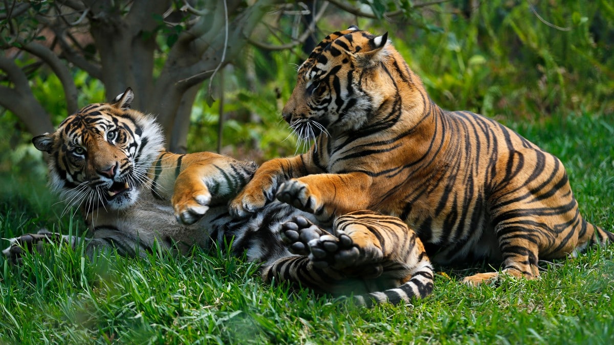Tigerbestanden vokser i Bhutan
