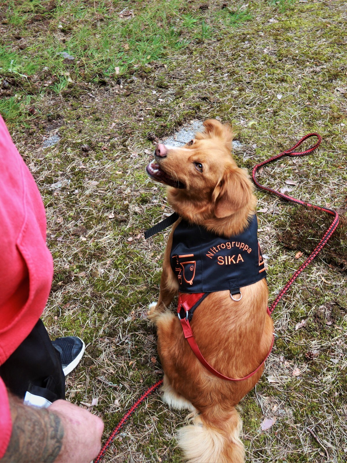 Hvor Mange Hunde Må Man Eje