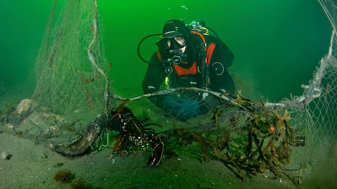 En dykker hjelper en hummer som sitter fast i et garn på bunnen av Oslofjorden