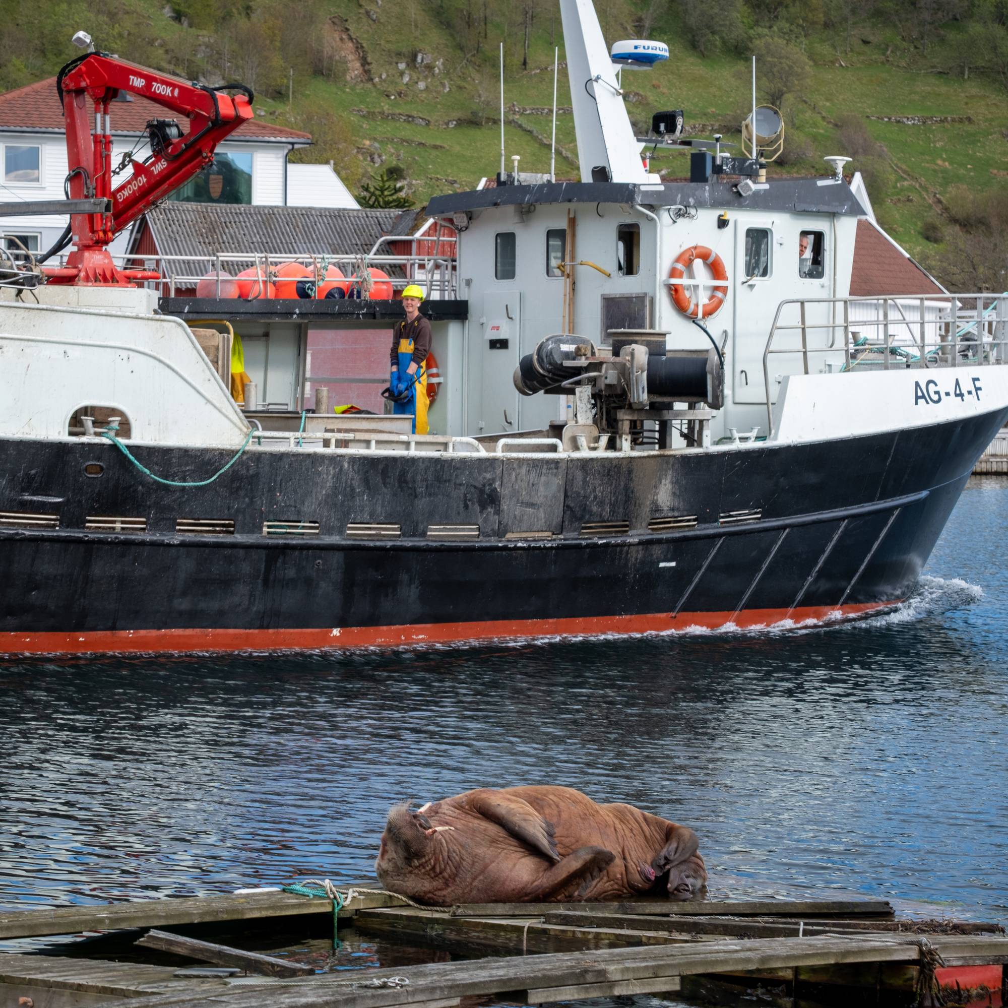 En hvalross slapper av på en fiskemerde. 