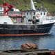 Erno Langereis En hvalross slapper av på en fiskemerde.