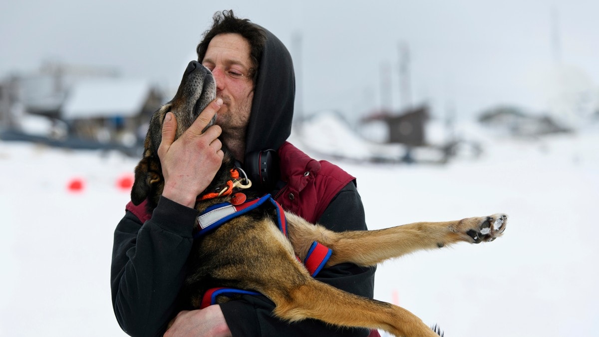 «Hundestreik» gir norsk sigersjanse i Iditarod