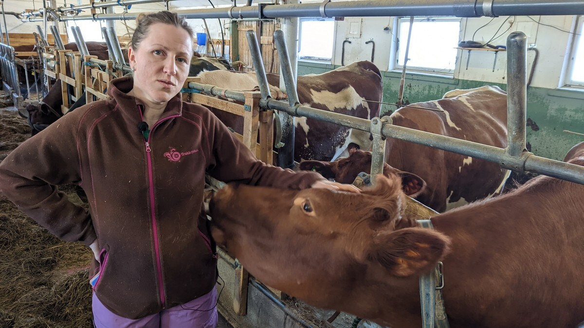 Frykter bønder vil legge ned driften etter nye krav til melkefjøs