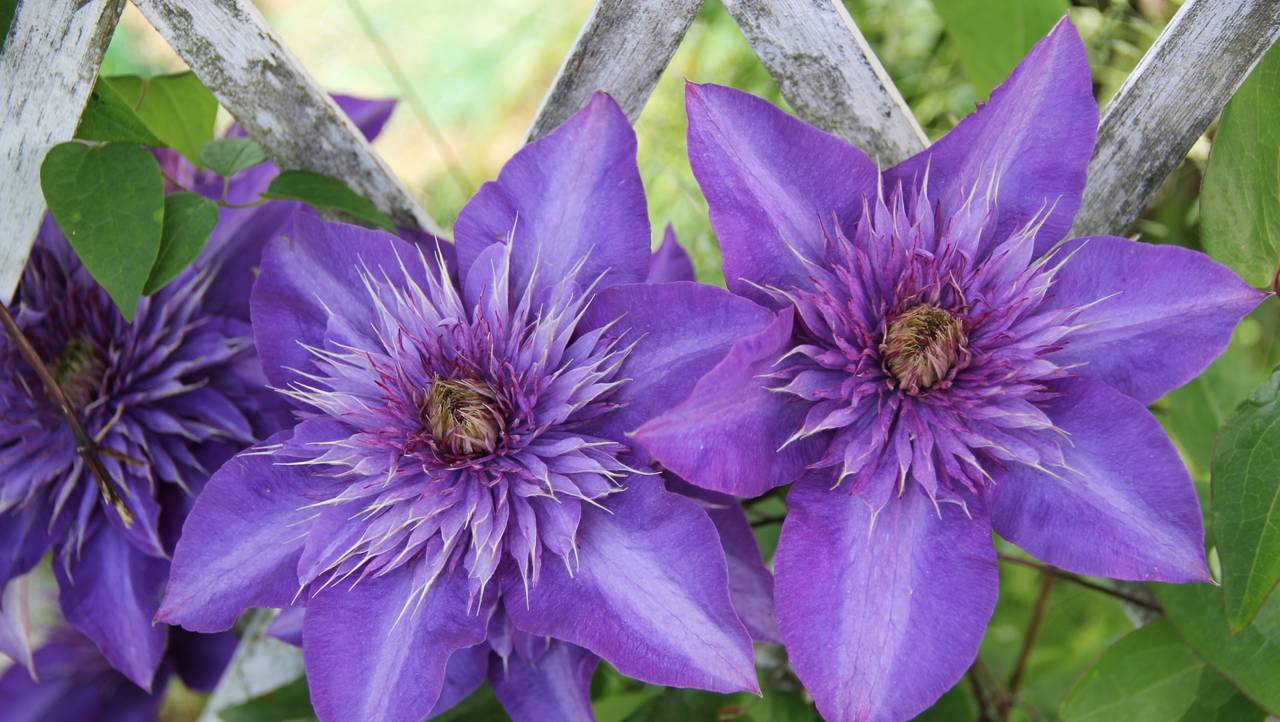 Klematis