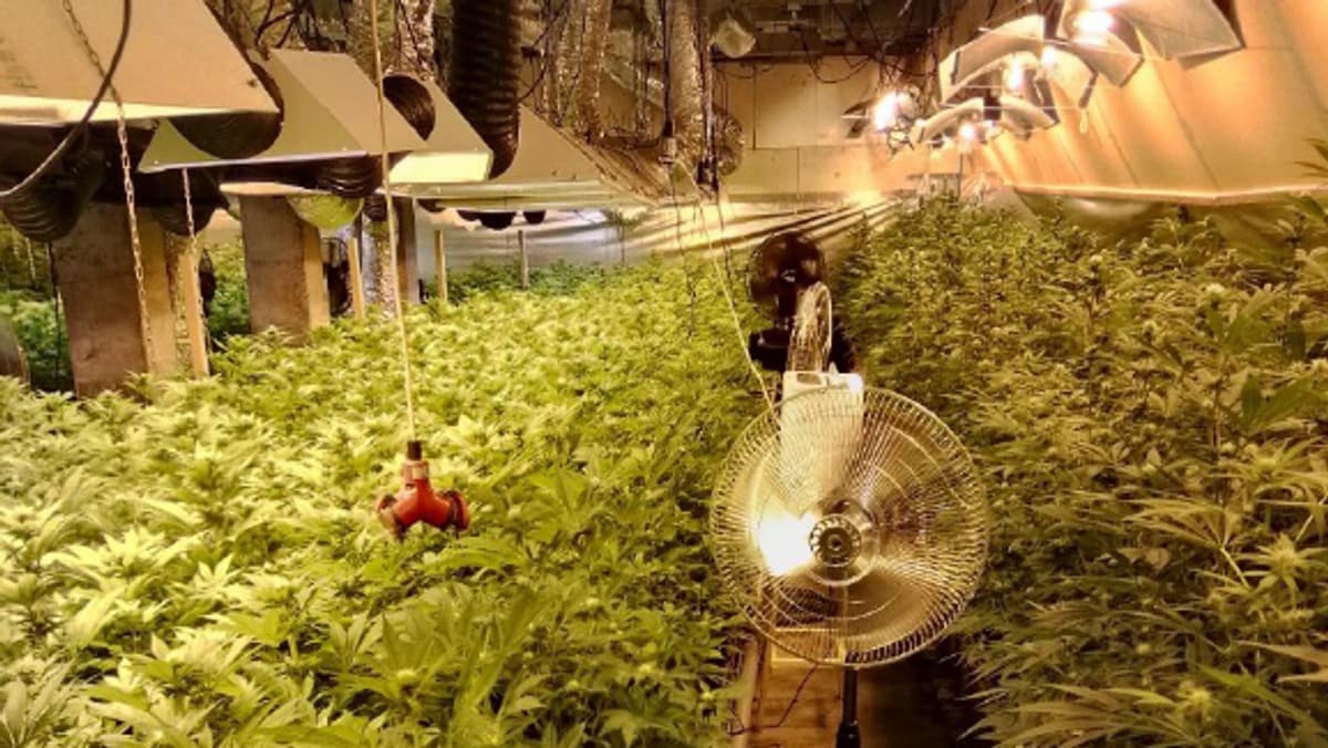 Dreiv cannabisplantasje i møkkakjellar – lukta gjorde at politiet blei varsla