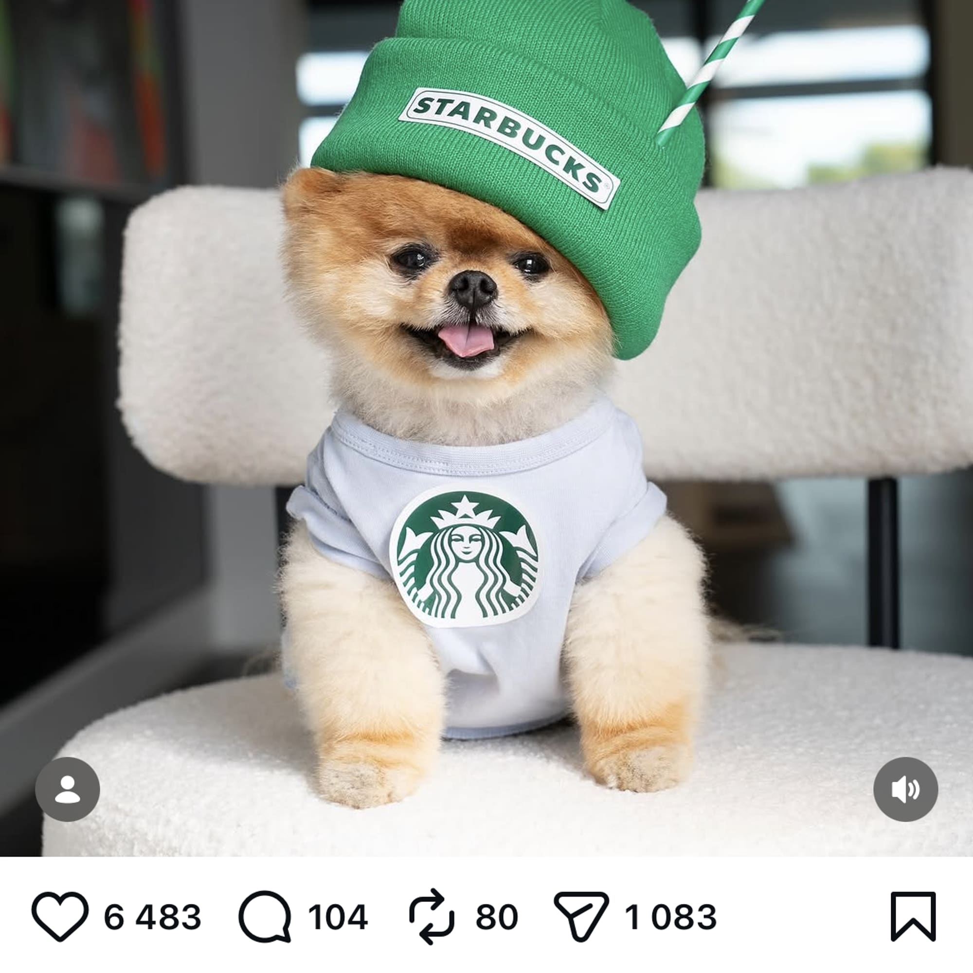 En liten hund i Starbucks genser