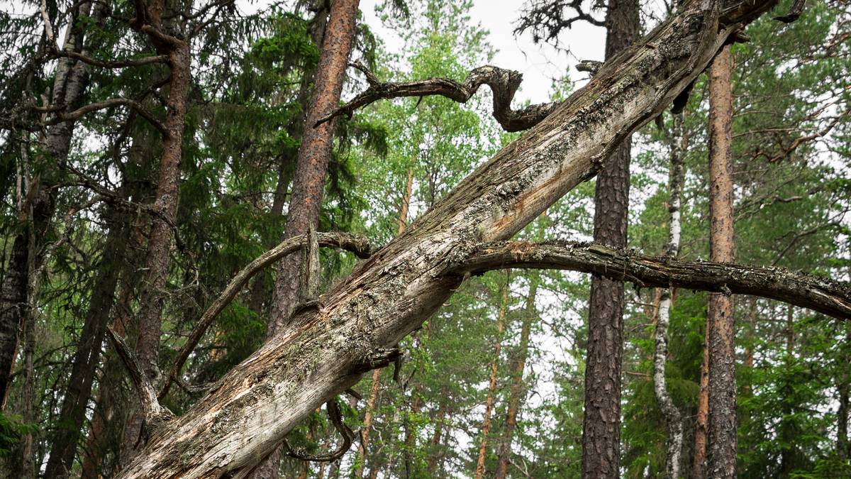 Hun blir ny sjef for skogen