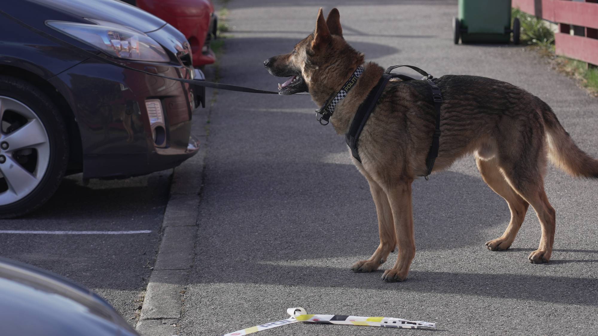 politihund