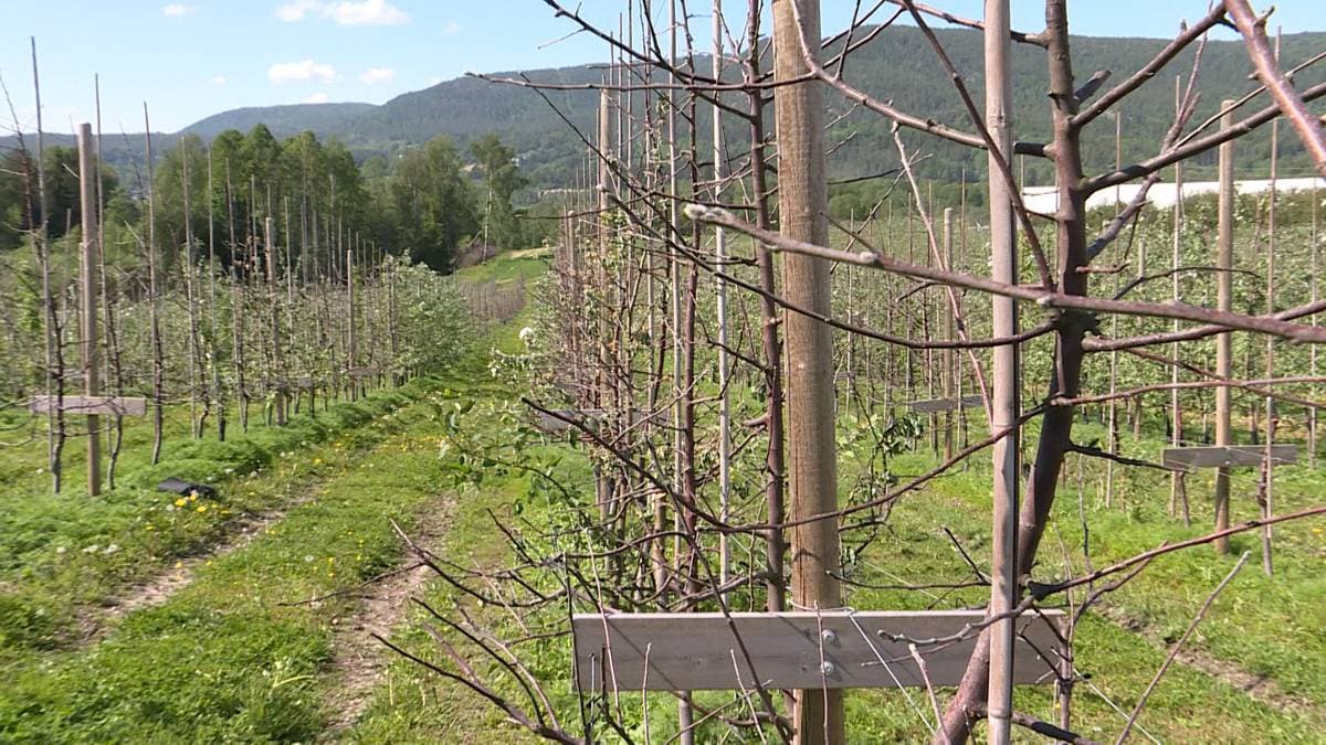Frostskader på 115.000 frukttrær – NRK Vestfold og Telemark – Lokale ...