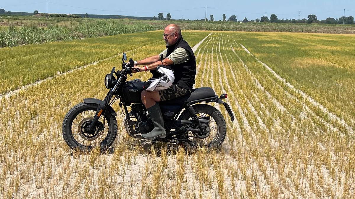 La siccità in Italia ha distrutto la produzione di riso di Dario – NRK Urix – Notizie e documentari esteri