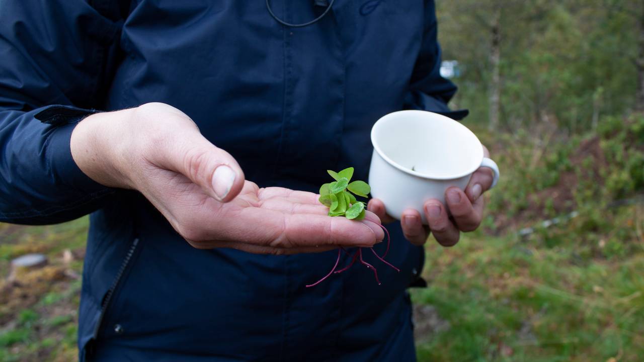 Nærbilete av symre
