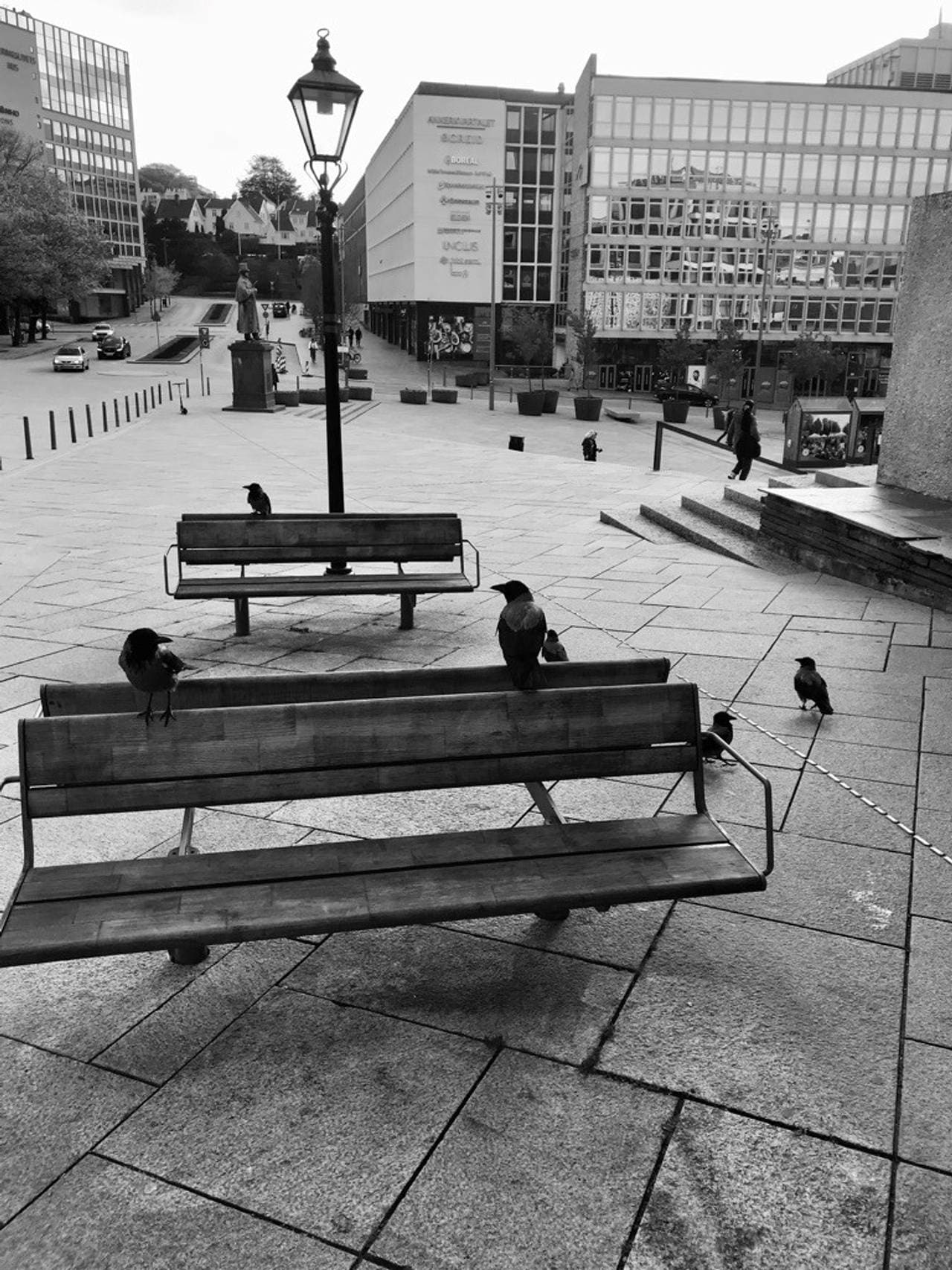 Sorthvit-fotografi av et bytorg med mange kråker på en benk. Fra boken «Kråkemannen» av Alf Marius Opsahl.