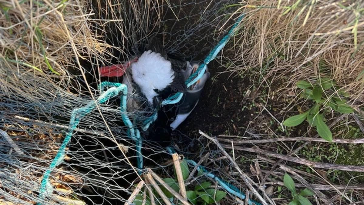 Fanget hekkende lundefugl med nett: – Dette er alvorlig miljøkriminalitet