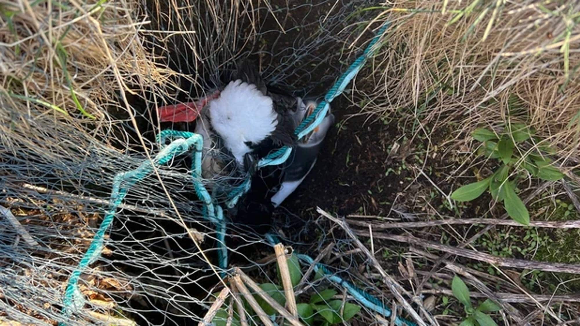 Nett over lundefugler på Røst.