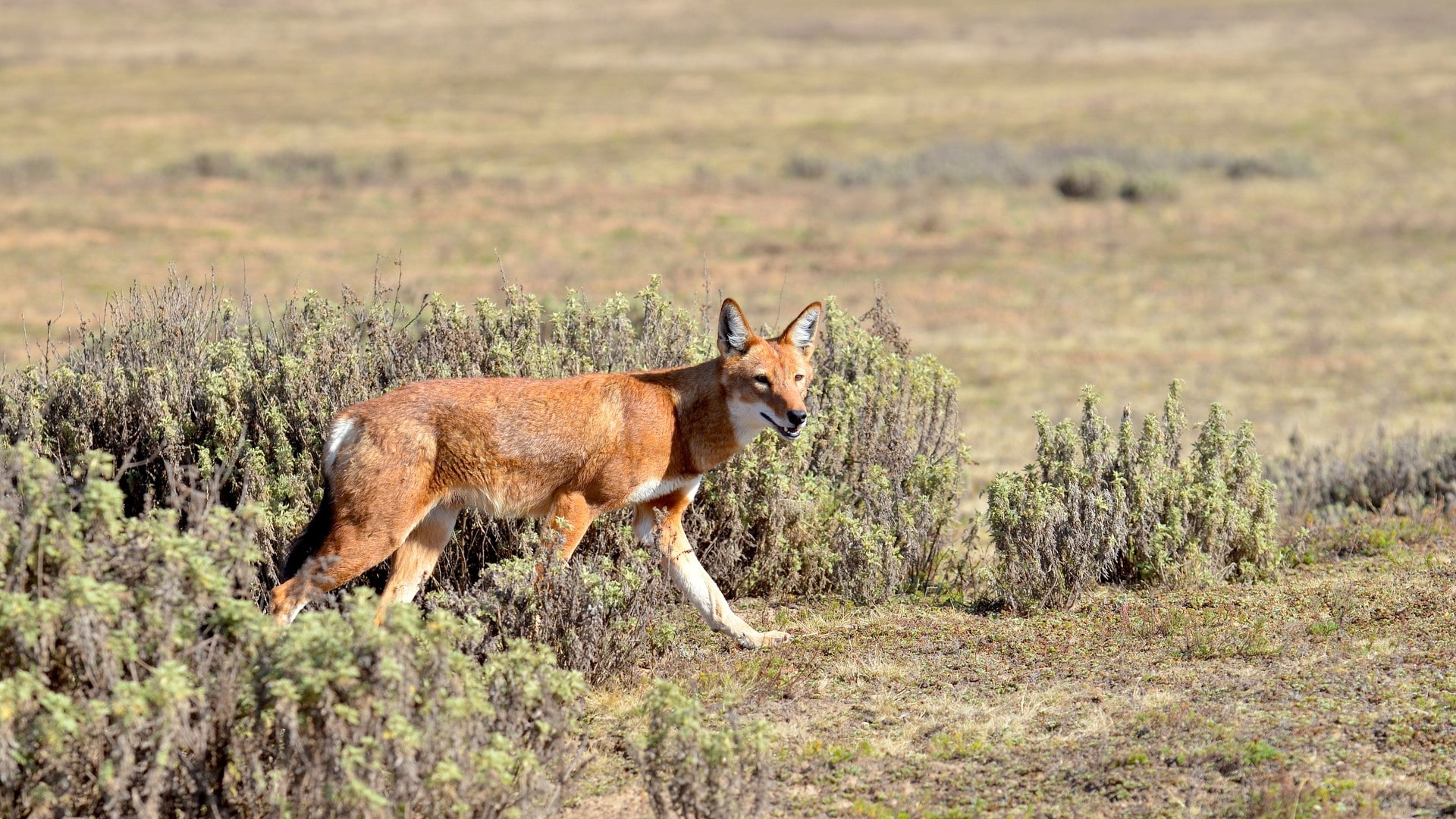 Les derniers. Megeti Africas Lost Wolf.