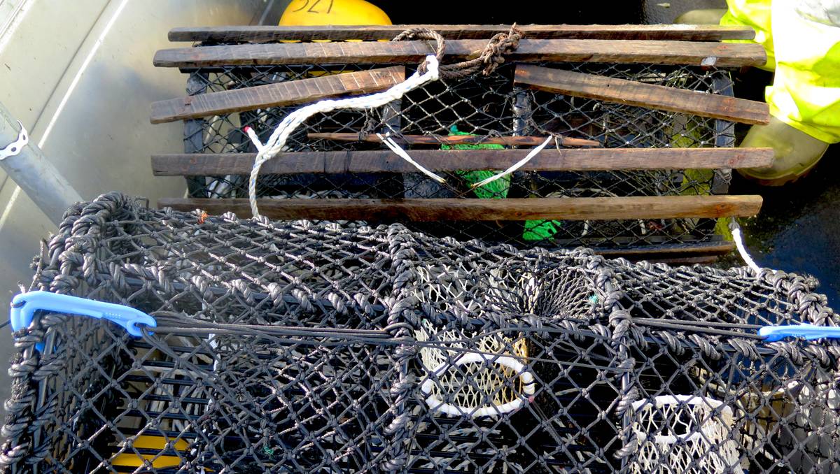 Tapte hummerteiner på havbunnen har økt de siste fire årene