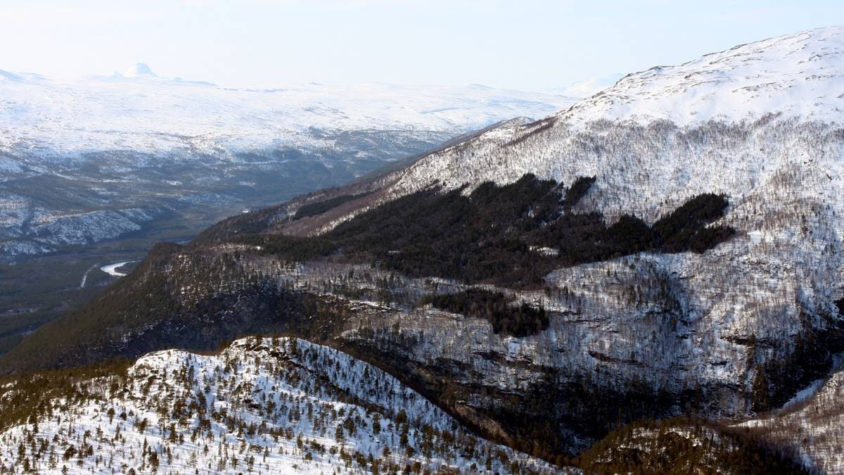 Får skyte gaupe i nasjonalpark