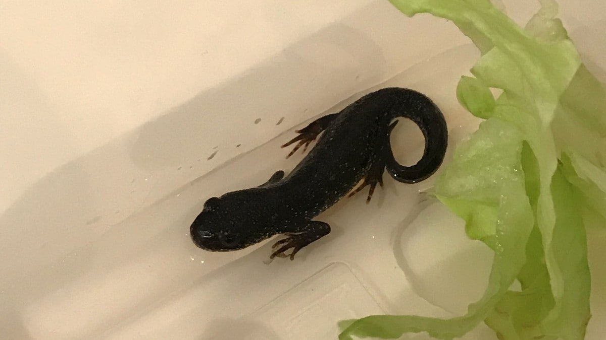 Fikk med salamander i ruccolaen fra Rema 1000: – Jeg skvatt veldig