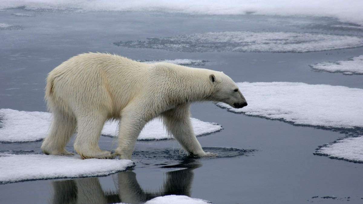 Endringer i Svalbardmiljøloven vedtatt i Stortinget