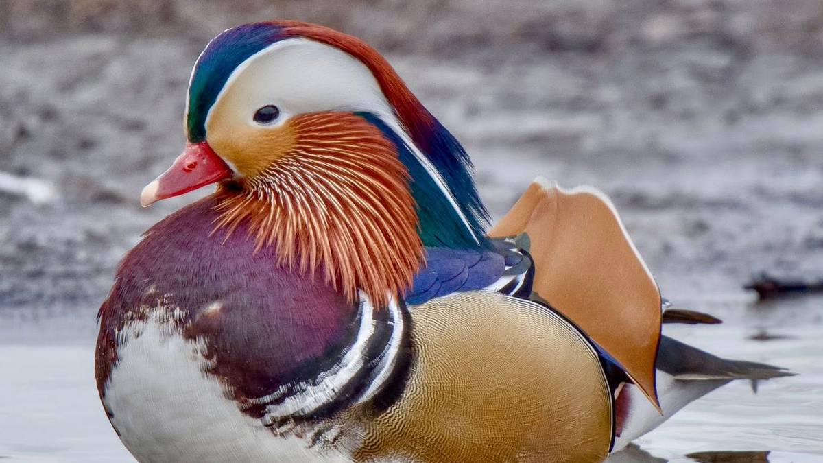 Morten fekk sjå fargeklatten for første gong: – Ikkje kvardagskost