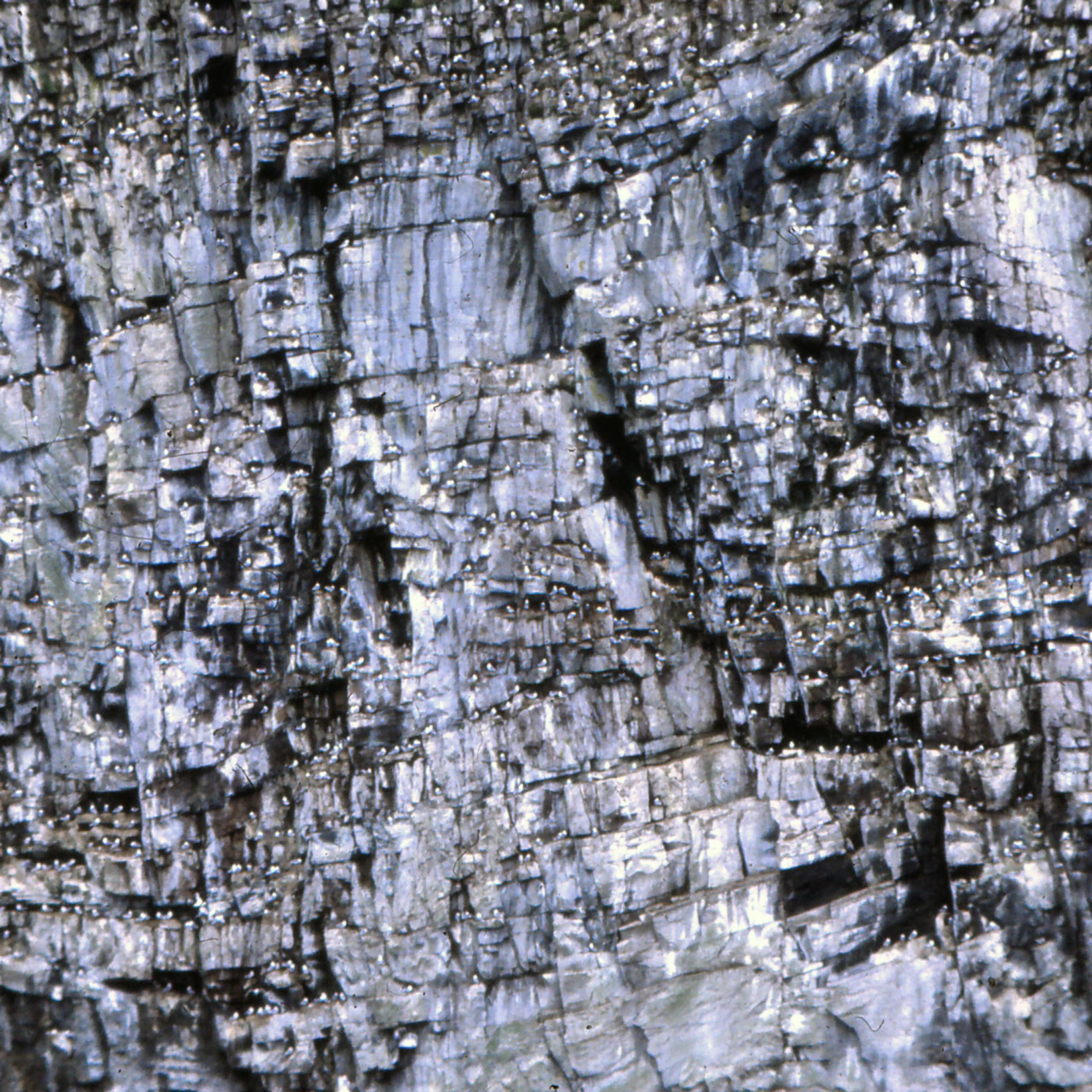 Vedøy fuglefjell i 1982.