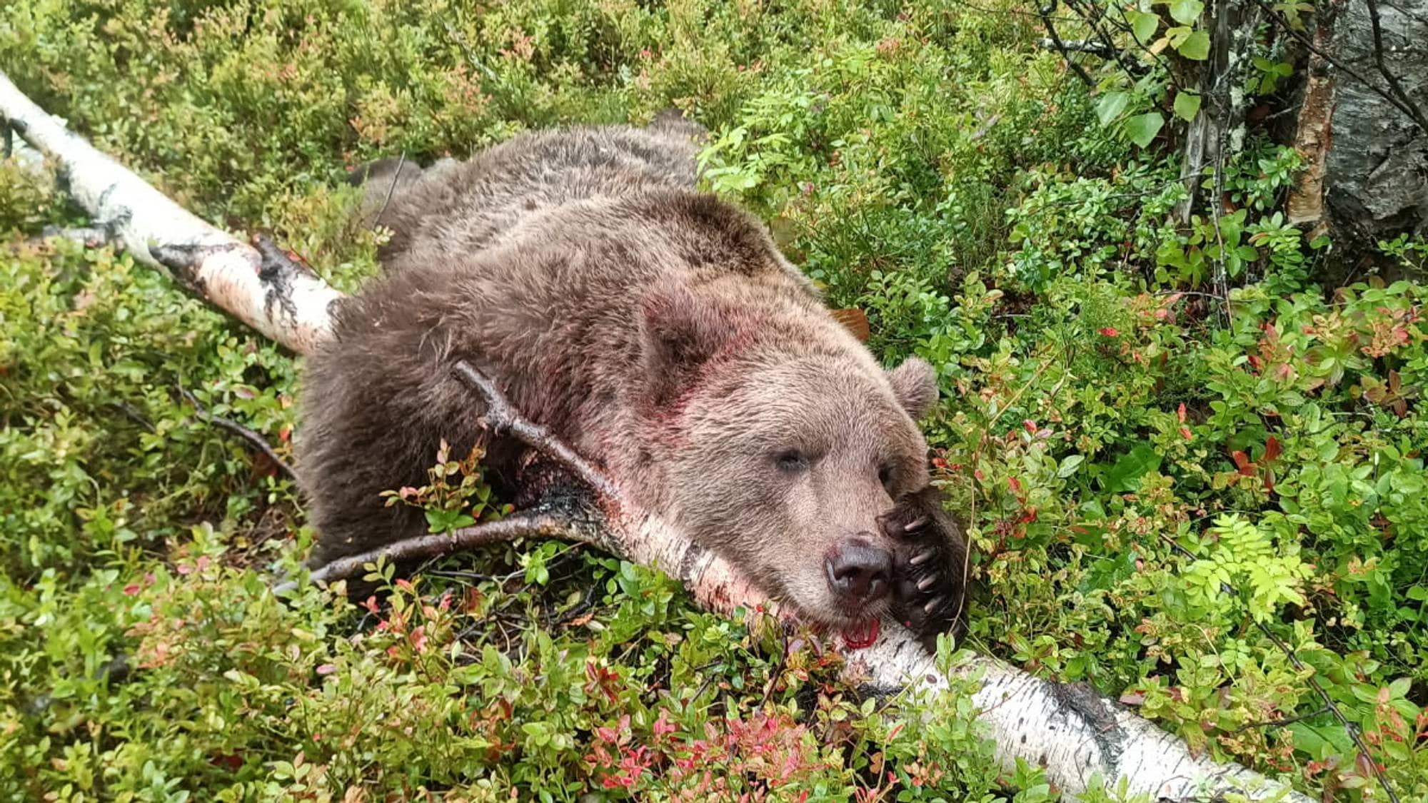 En bjørn som ligger skutt i lynget i skogen. 
