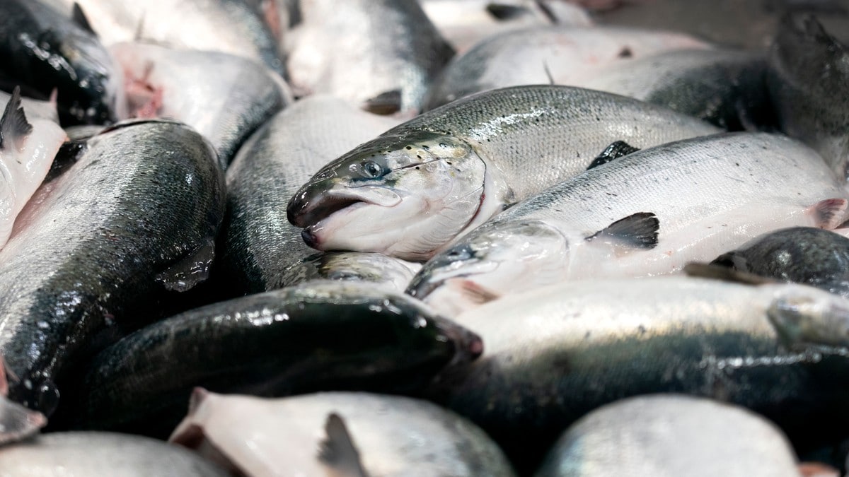 Fisketyver i Eidsvoll stjal flere tonn laks
