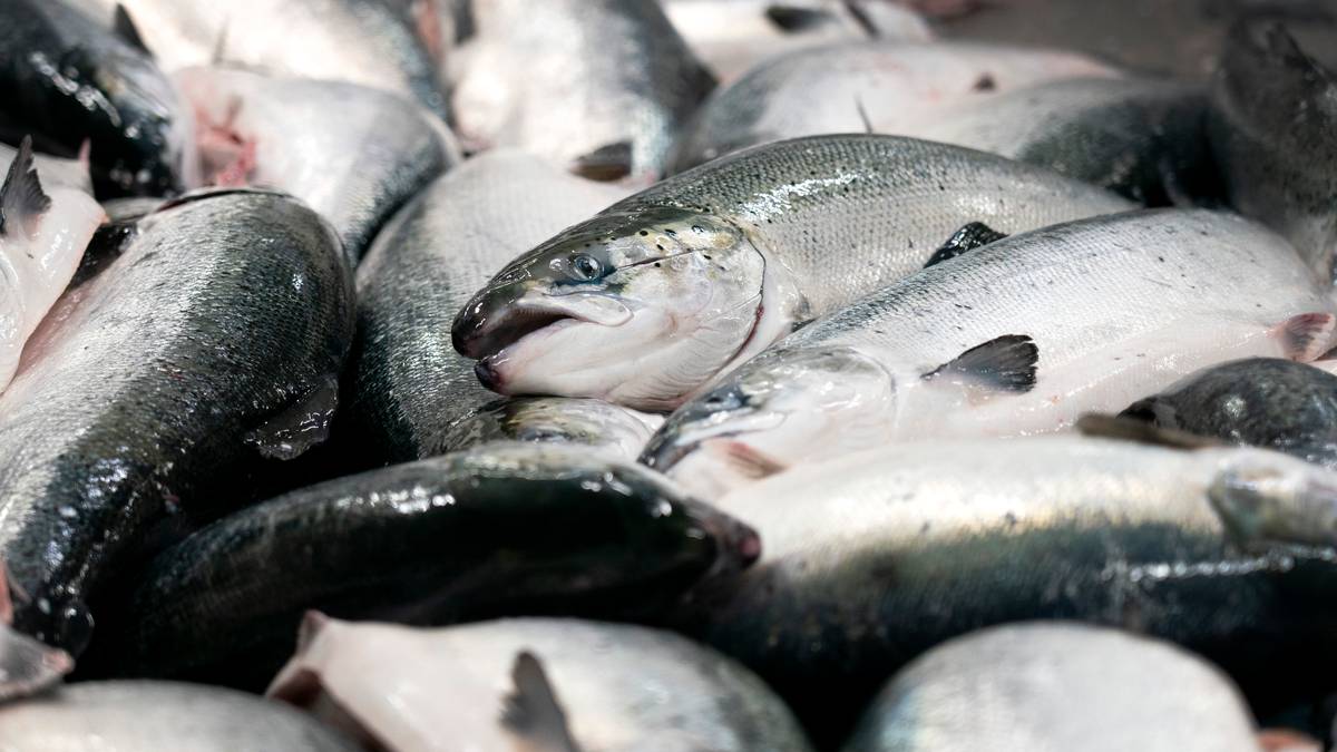 Fisketyver i Eidsvoll stjal flere tonn laks