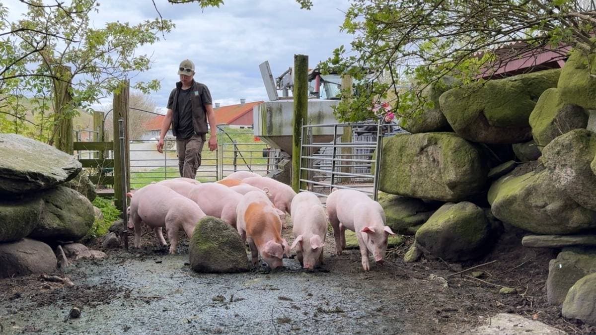 Tjener flesk med svin på skogen