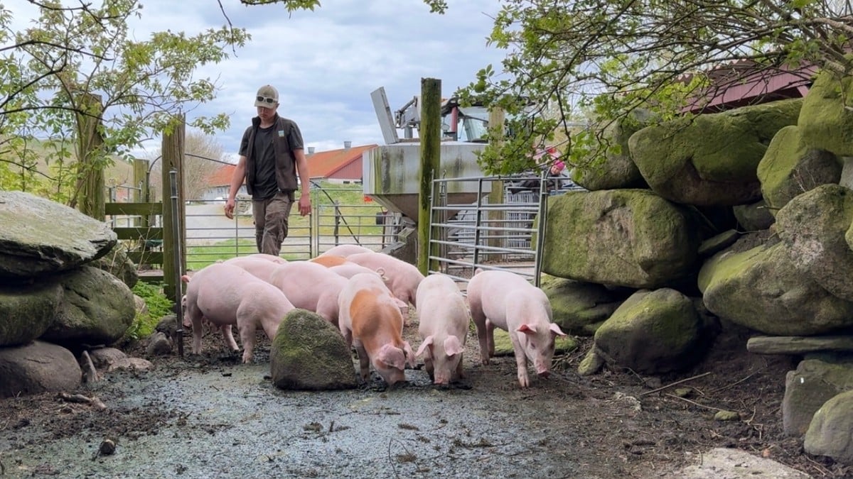Grisebønder tjener godt på å la grisene gå ute i skogen
