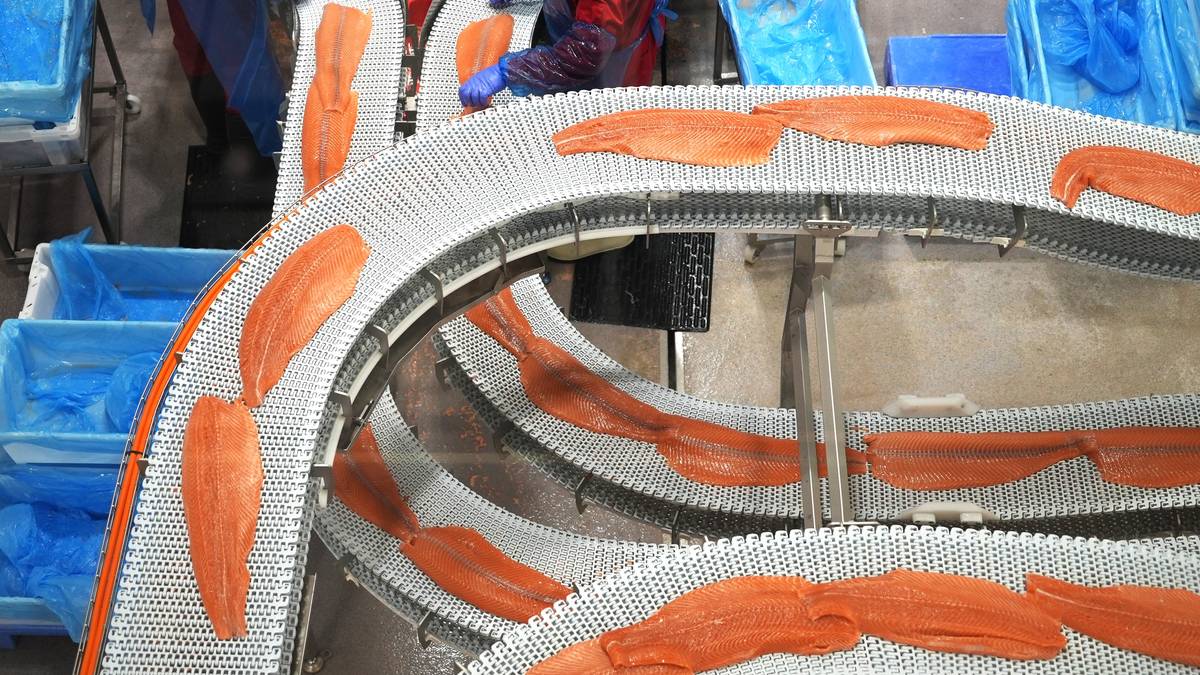 To månader med straffetoll – USA har aldri kjøpt så mykje sjømat som no
