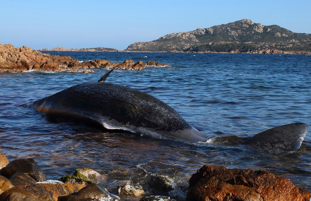 Drektig hval funnet død med 22 kilo plast i magen