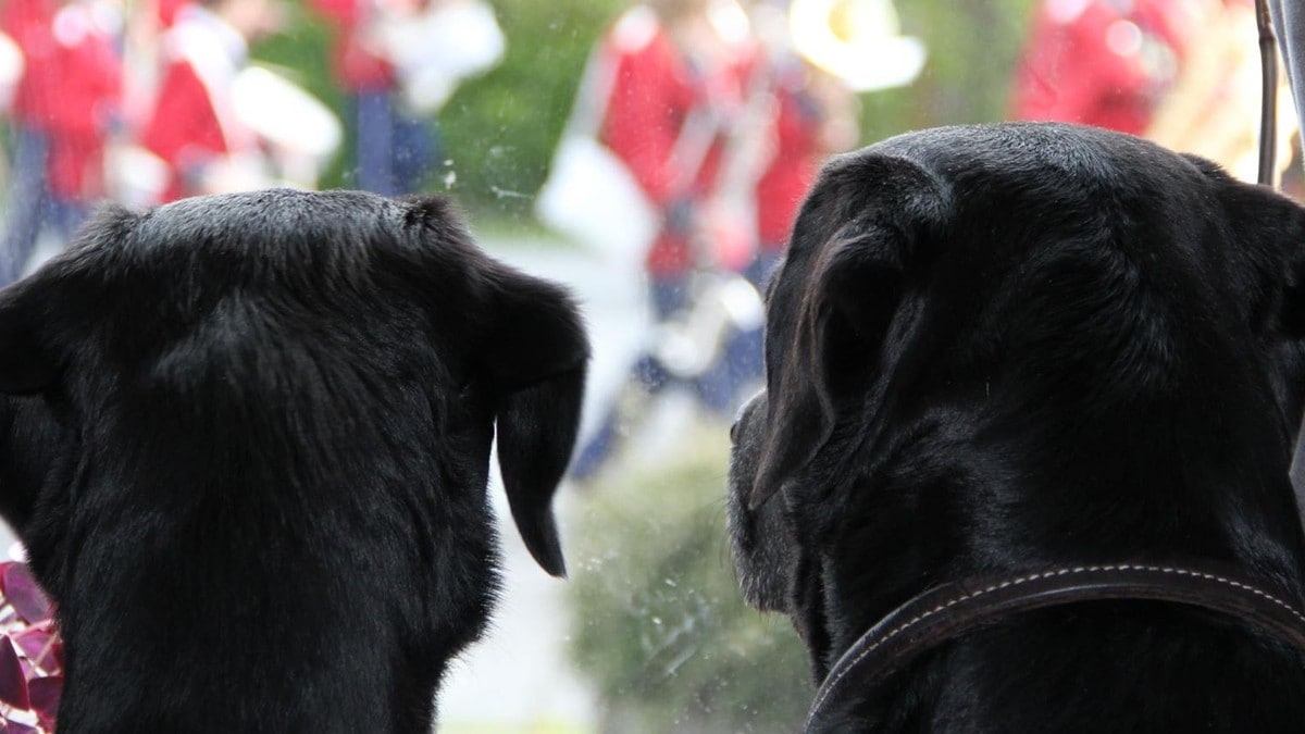 Mattilsynet: – La hunden bli hjemme på 17. mai