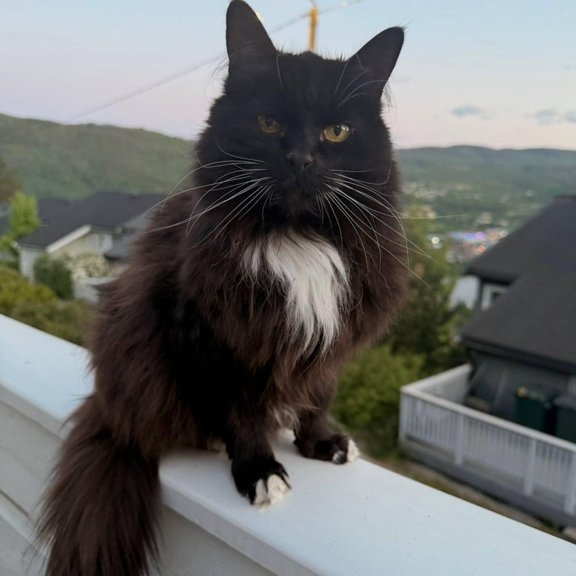 Katt på balkong