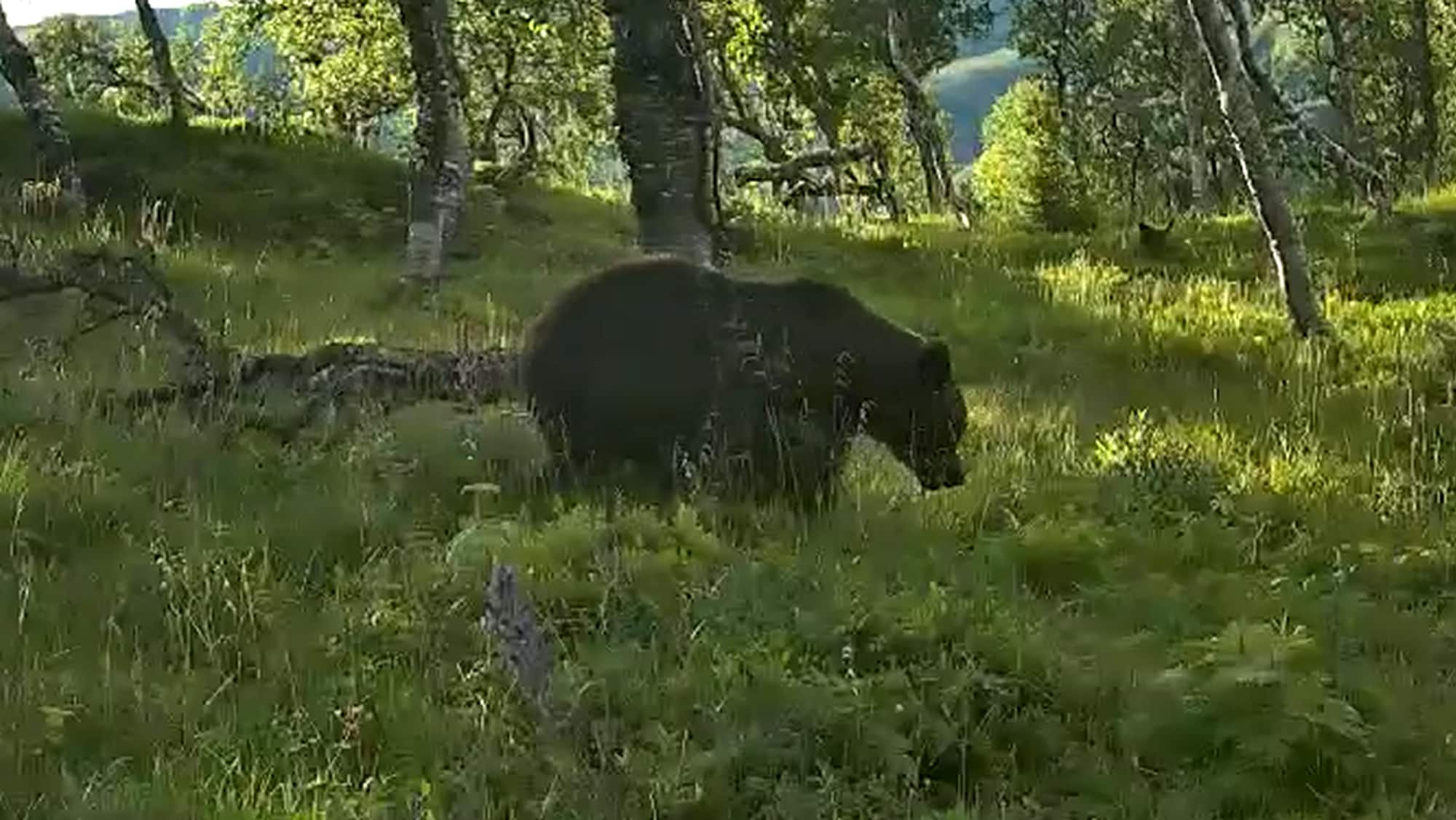 Bjørn obersvert i Vefsn