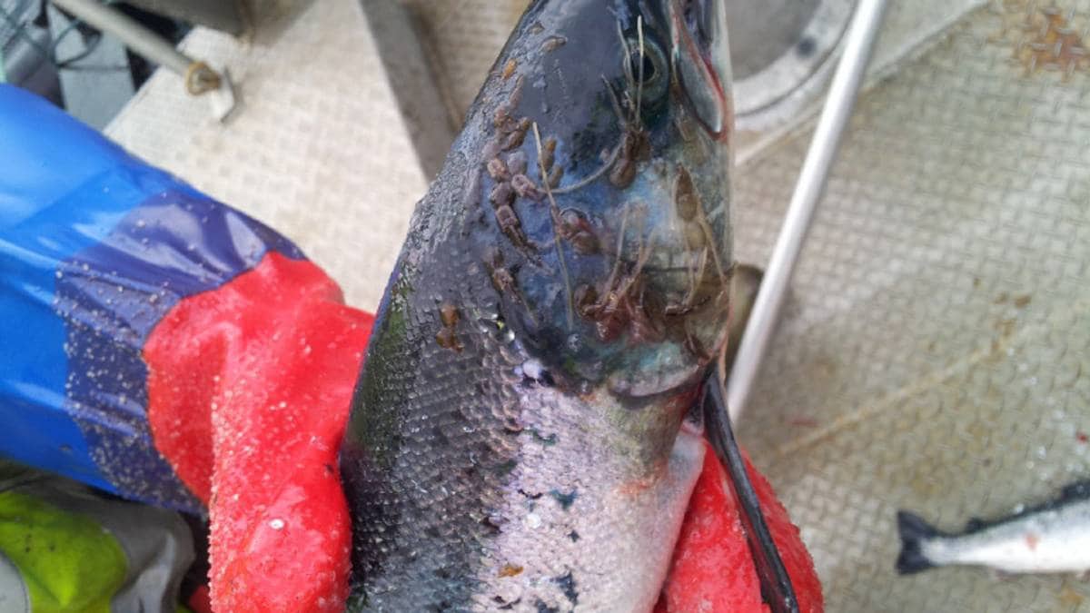 Etterforskning mot oppdrettsbedrift på Helgeland henlagt