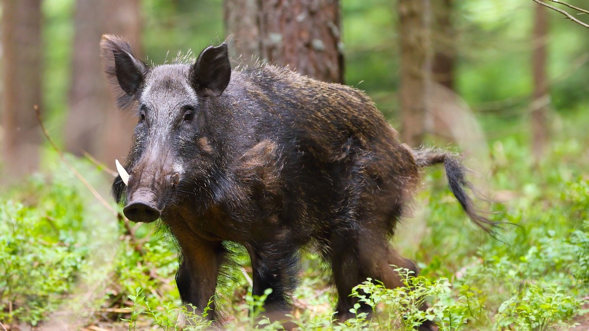 Dobling av salmonella på villsvin